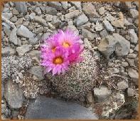 Flowering cactus on the Westwood Ranches property